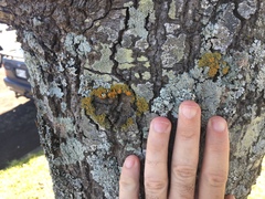 Teloschistes sieberianus