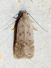 Anacampsis comparanda