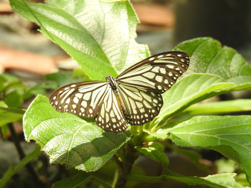 Parantica aglea