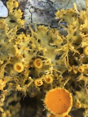 Teloschistes sieberianus