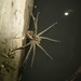 New Mexico Fishing Spider - Photo (c) Aidan, some rights reserved (CC BY-NC), uploaded by Aidan