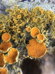 Teloschistes sieberianus