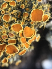 Teloschistes sieberianus