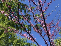 Cercis
