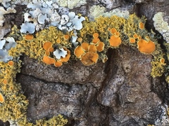 Teloschistes sieberianus