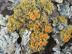 Teloschistes sieberianus