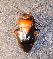 Neocapsus cuneatus