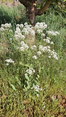 Peltaria angustifolia