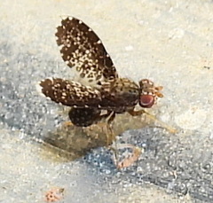 Trypetisoma eutretoides