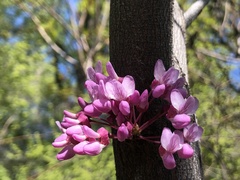 Cercis