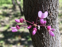 Cercis