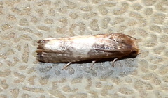 Epiblema desertana