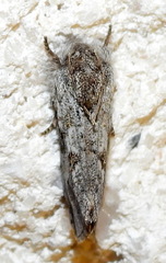 Acrolophus griseus