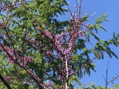 Cercis