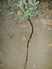 Tropidodipsas philippii
