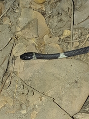 Tropidodipsas philippii