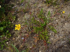 Potentilla hickmanii