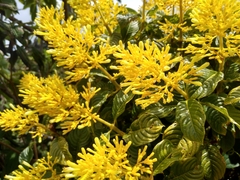 Palicourea lasiorrhachis