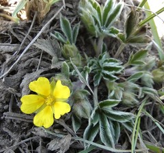 Potentilla concinna