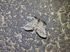 Gluphisia severa