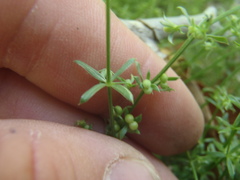 Galium microphyllum