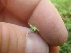 Galium microphyllum