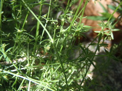 Galium microphyllum