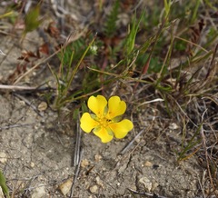 Potentilla hickmanii
