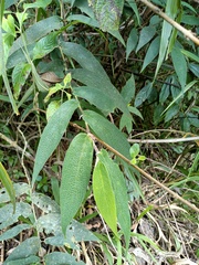 Piper elongatum