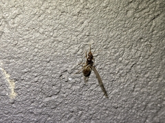 Myrmecocystus testaceus