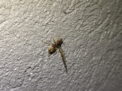 Myrmecocystus testaceus