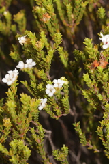 Euchaetis burchellii