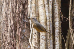 Colluricincla boweri