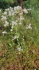 Peltaria angustifolia