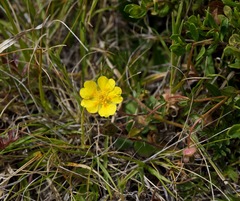 Potentilla hickmanii