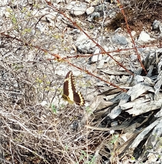 Papilio ornythion ornythion