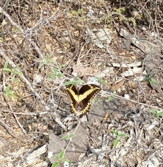 Papilio ornythion ornythion