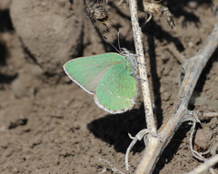 Callophrys affinis