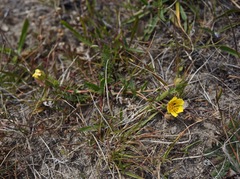 Potentilla hickmanii