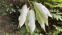 Neolitsea sericea
