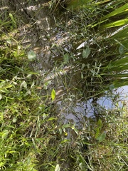 Lilaeopsis carolinensis