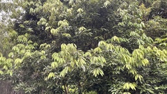 Neolitsea sericea
