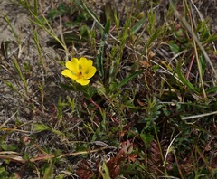 Potentilla hickmanii