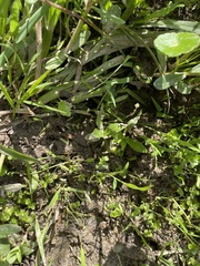 Lilaeopsis carolinensis