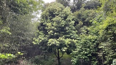 Neolitsea sericea