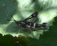 Synanthedon bibionipennis