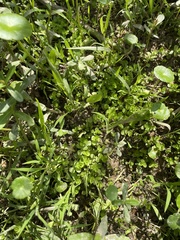 Lilaeopsis carolinensis