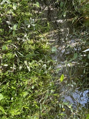 Lilaeopsis carolinensis