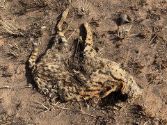 Leptailurus serval serval