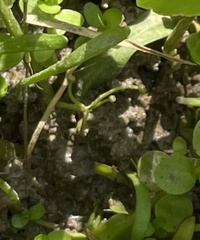 Lilaeopsis carolinensis